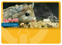 موش عقرب خوار 