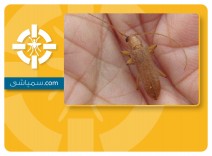 سمپاشی سوسک مبلمان