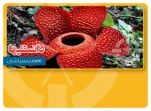 بزرگترين گل جهان