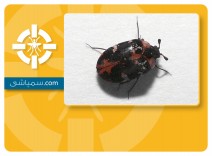 سمپاشی سوسک قالی