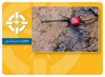 سمپاشی سوسک زرافه ای