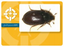 سمپاشی سوسک سیاه قالی