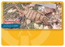 اژدهای کومودو