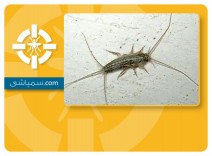 سمپاشی سوسک کاغذ یا نقره ماهی