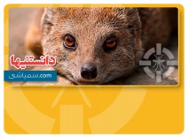 مبارزه خدنگ و مار کبری