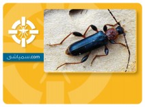 سمپاشی سوسک چوبخوار خرما