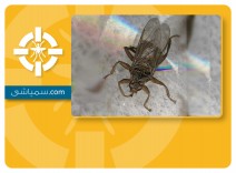 سمپاشی مگس سگ و مگس کبوتر